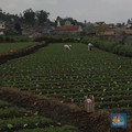 Ssst! Pemerintah Mau Bikin Bank Tanah, Apa Itu?