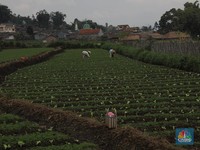Ssst! Pemerintah Mau Bikin Bank Tanah, Apa Itu?