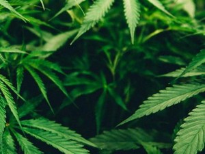 Video: Terbongkar Kebun Ganja di Dalam Kamar Pasutri WNA di Bali