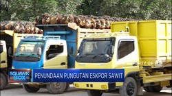 Angin Segar Industri Sawit, Pungutan Ekspor Ditunda!