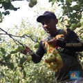 Inggris Kembali Pekerjakan Pemetik Buah Musiman Asal RI