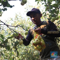 Inggris Kembali Pekerjakan Pemetik Buah Musiman Asal RI