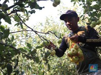Inggris Kembali Pekerjakan Pemetik Buah Musiman Asal RI