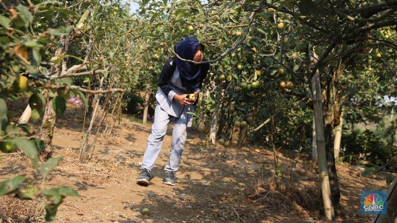Di lokasi ini terdapat 4 dari 5 jenis apel yang umumnya ditanam, kecuali Apel Granny Smith. Untuk menuju ke sini, membutuhkan waktu 30 menit dari Kota Malang.