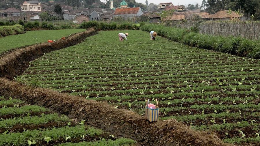 Alih fungsi lahan menggerus jumlah hektar sawah