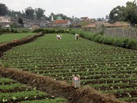 Pemanfaatan Dana Desa dan Kesejahteraan Masyarakat Indonesia