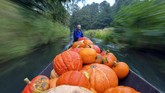 Harald Wenske membawa gerobaknya yang berisikan labu melewati suatu selokan di desa Lehde di Spreewald, hutan Spree, dekat Berlin. (Patrick Pleul/dpa via AP)
