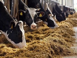 AS Catat Kasus Flu Burung Menular dari Sapi ke Manusia, Gejalanya Bikin Khawatir