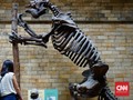 Belajar Soal Nyamuk sampai T-Rex di Natural History Museum