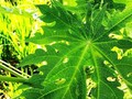 Meski Pahit, Daun Pepaya Punya Banyak Kandungan Bermanfaat
