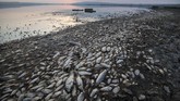 Ikan-ikan mati terlihat di Danau Koroneia di Yunani bagian utara. Ribuan ikan mati karena ketinggian air menurun hingga kurang dari satu meter sehingga oksigen pun berkurang. (AP Photo/Giannis Papanikos)