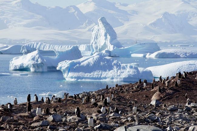 Mau Tinggal di Antartika Sebulan Gratis? Begini Caranya