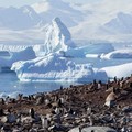 Tarif Trump Ganas, Pulau Penguin di Kutub Ini Juga Ikut Kena!