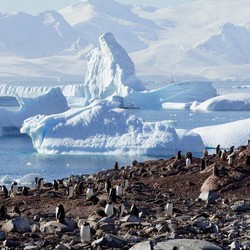 Peneliti Bingung, Ribuan Penguin di Antartika Mati Mendadak