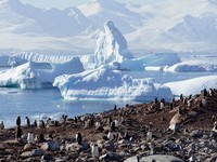 Tarif Trump Ganas, Pulau Penguin di Kutub Ini Juga Ikut Kena!