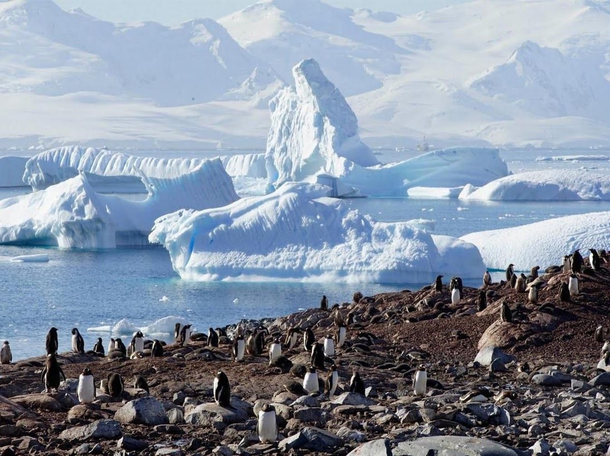 Kotoran Penguin Bantu Bentuk Awan Pendingin Suhu di Antartika