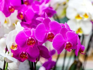Mengenal Anggrek Bulan, Bunga Cantik yang Disukai Banyak Orang