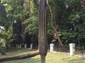 Mengenal Bunga Bangkai Raksasa yang Akan Mekar di Kebun Raya