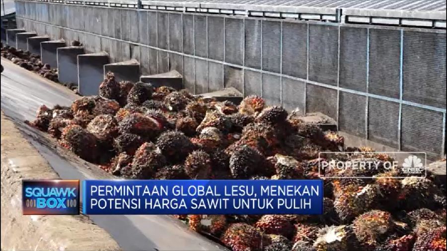 Cuan! CPO Sentuh Rekor, Yuk Intip Kinerja Emiten Sawit