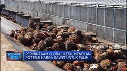 Gejolak Harga CPO, Fitch Sebut Produsen Sawit Asia Tertekan