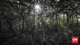 Area hutan bakau (mangrove) di Pantai Bama, Taman Nasional Baluran. (CNN Indonesia/Bisma Septalisma)