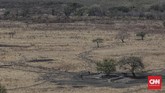 Taman Nasional Baluran terdiri dari tipe vegetasi sabana, hutan mangrove, hutan musim, hutan pantai, hutan pegunungan bawah, hutan rawa, dan hutan yang selalu hijau sepanjang tahun. (CNN Indonesia/Bisma Septalisma)