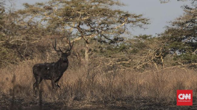 Menjamah Secuil Afrika Di Timur Jawa