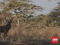 Menjamah 'Secuil' Afrika di Timur Jawa