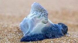 Ubur-ubur Beracun Mematikan Gerayangi Pantai Pariaman
