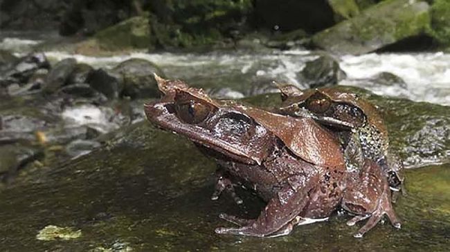 LIPI Ungkap Jenis Burung, Katak, dan Kodok yang Bakal Punah