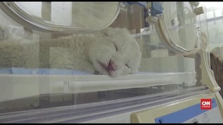 VIDEO: Singa Putih Langka Lahir di China