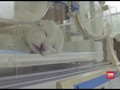 VIDEO: Singa Putih Langka Lahir di China