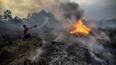 Seorang remaja menocba memadamkan api di lahan gambut dekat pemukimannya di Pekanbaru, Riau, 4 Oktober 2019. (AFP/Wahyudi)