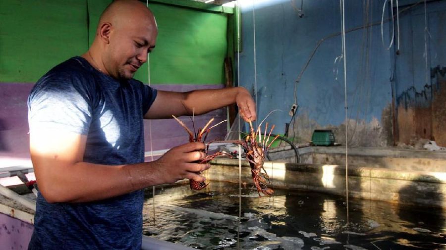 Salah satu debitur BNI Morotai Reagen Sumampouw menampung hasil tangkapan para nelayan lobster di Morotai, Maluku Utara, Selasa (8 Oktober 2019), Foto : (Dok BNI)
