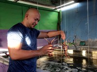 Ekspor Benih Lobster Dilarang, Peraturan Menteri KP Disiapkan