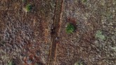 Suku Maasai menjadi salah satu garda terdepan untuk melindungi kawanan singa di Tanzania, Afrika Barat. (AP Photo/Jerome Delay)
