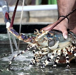 Kata Jokowi Soal Ekspor Benih Lobster, Bela Edhy atau Susi?