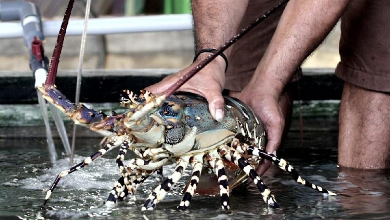 Salah satu debitur BNI Morotai Reagen Sumampouw menampung hasil tangkapan para nelayan lobster di Morotai, Maluku Utara, Selasa (8/10/2019).