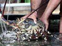 Harap Bersabar! Ekspor Benih Lobster Ternyata Baru Kajian
