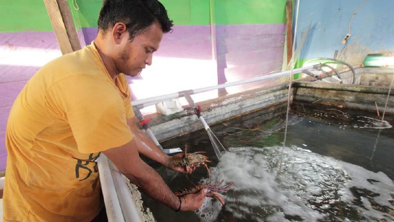 Salah satu debitur BNI Morotai Reagen Sumampouw menampung hasil tangkapan para nelayan lobster di Morotai, Maluku Utara, Selasa (8/10/2019).