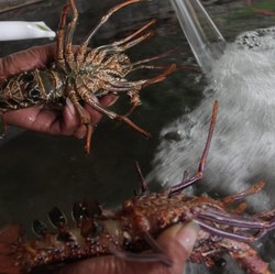 Beda dengan Susi, Ekspor Benih Lobster Disebut Gila dan Mafia