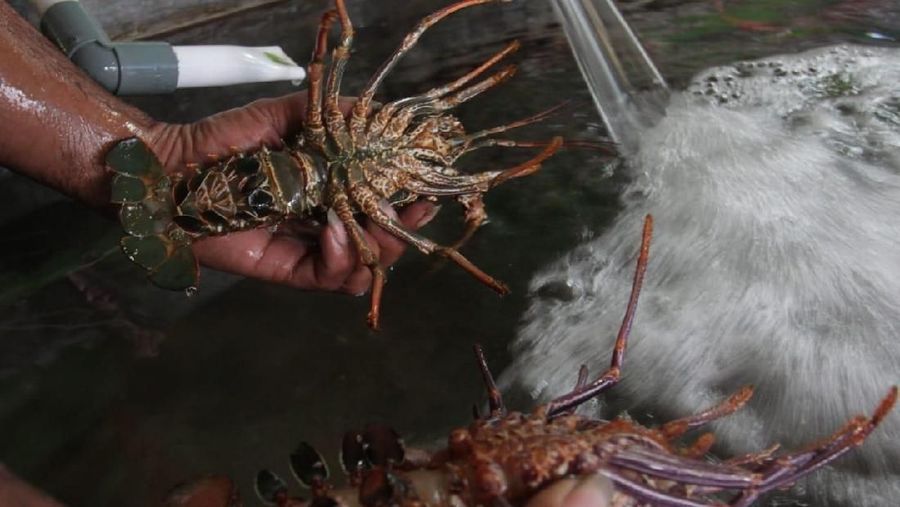 Rencana ekspor benih lobster jadi kontroversi