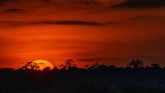 Senja di Desa Loibor Siret, Tanzania, yang menjadi rumah bagi kawanan singa Afrika yang terancam punah. (AP Photo/Jerome Delay)