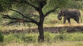 Singa dihormati dalam budaya Maasai. Siapa pun yang menyakiti lebih dari sembilan ekor bakal dikutuk. (AP Photo/Jerome Delay)