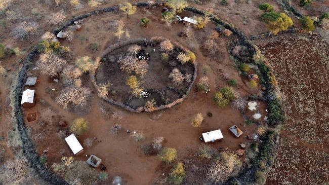 Pemandangan pemukiman Maasai di Desa Narakauwo, Tanzania. Di Afrika populasi singa telah turun lebih dari 40 persen dalam dua dekade, menurut data yang dirilis pada tahun 2015 oleh International Union for Conservation of Nature. (AP Photo/Jerome Delay)