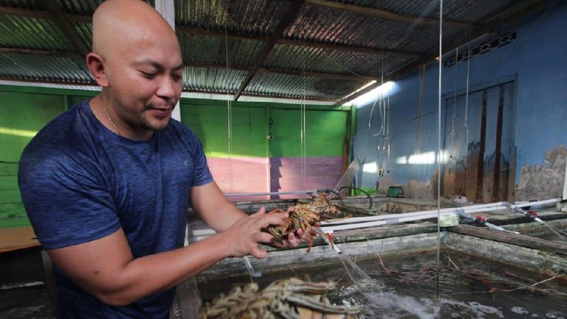 Salah satu debitur BNI Morotai Reagen Sumampouw menampung hasil tangkapan para nelayan lobster di Morotai, Maluku Utara, Selasa (8/10/2019).