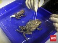 LIPI Temukan Spesies Katak Tanduk dan 3 Kodok Wayang