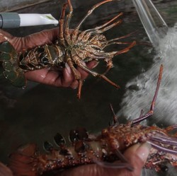 Dikritik Susi & Faisal Basri Soal Lobster, Edhy Bergeming