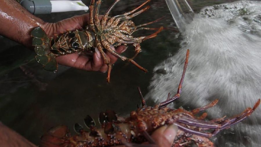 Rencana ekspor bibit lobster jadi kontroversial.