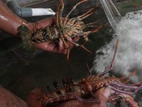 Penampakan Lobster Segar Dari Penampungan Binaan BNI